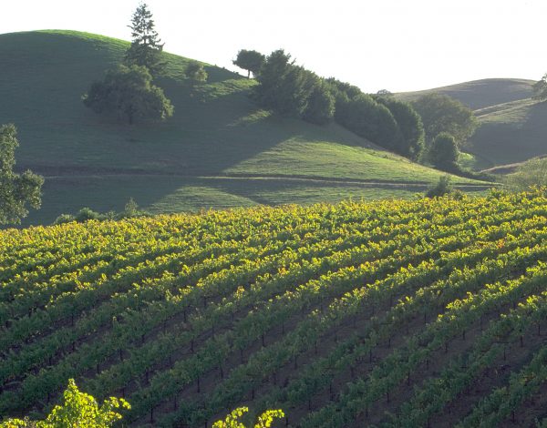 Unconventional Way to Enjoy Napa Valley Vacations